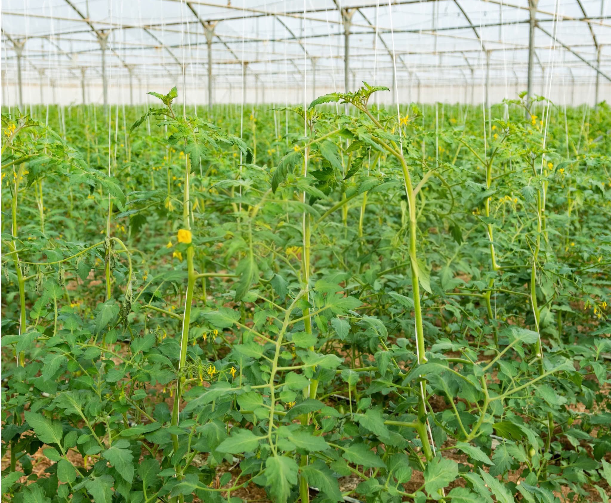 Agricoltura sostenibile Ortomì